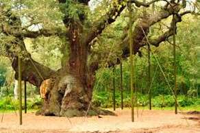 Sherwood Forest and the Major Oak